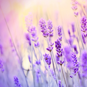 Lavendel mit Sonne