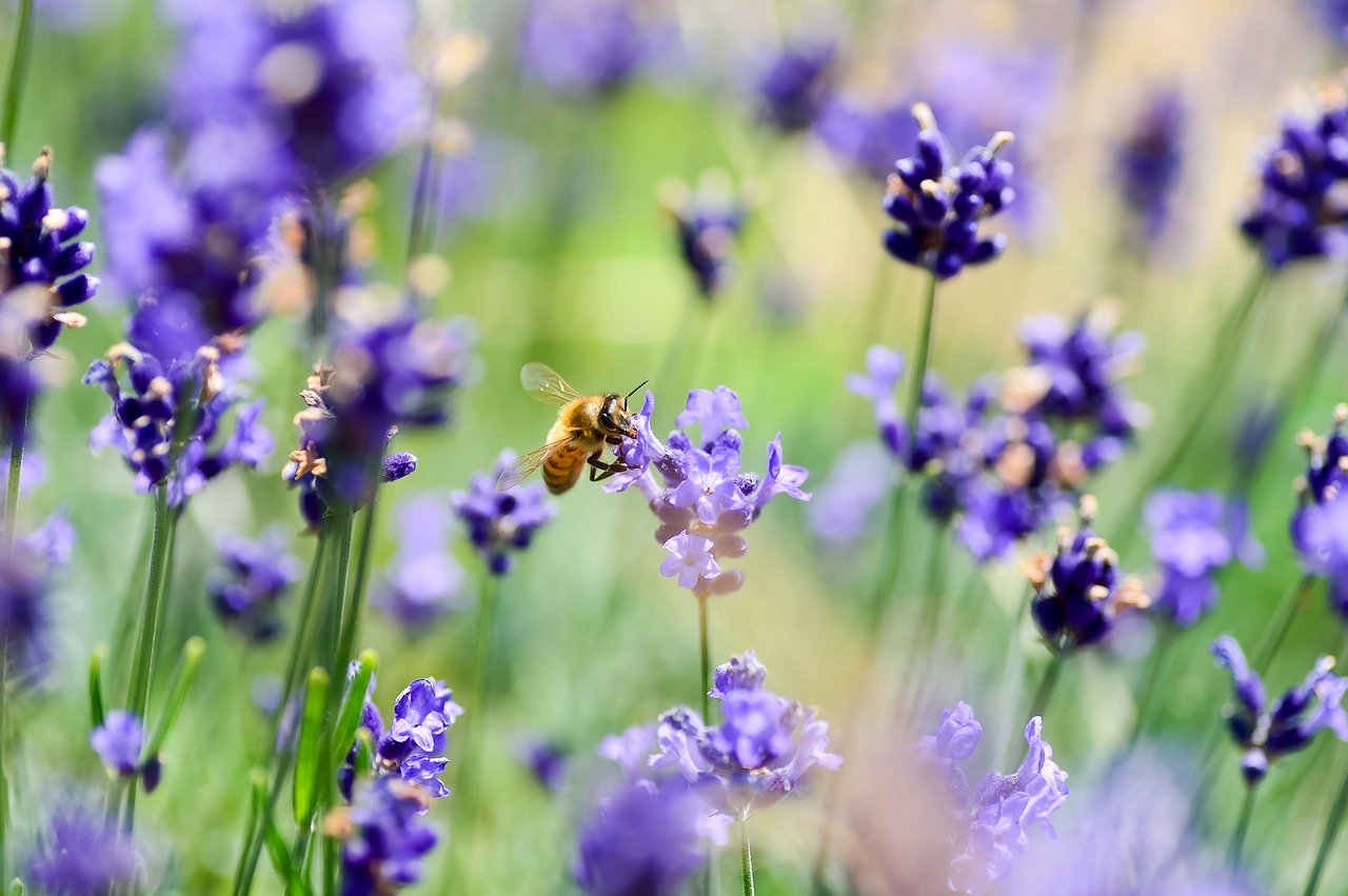 Lavendelfoto mit Biene