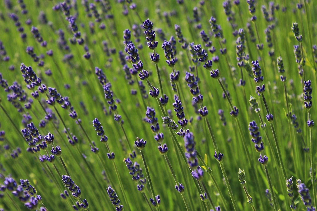 Pflanzen Lavendel Natur