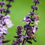Natur Lavendel mit Biene