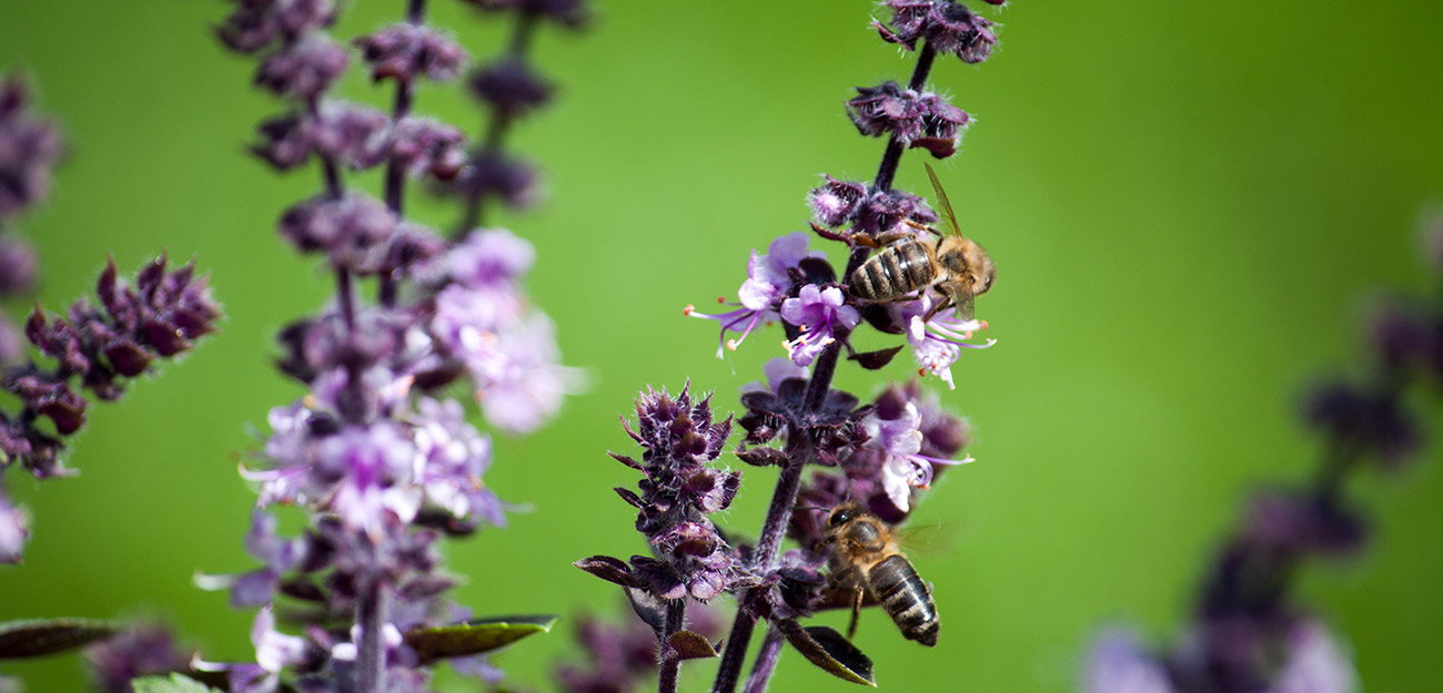 Natur Lavendel mit Biene
