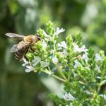Referenz Kräuterschnecke mit Biene
