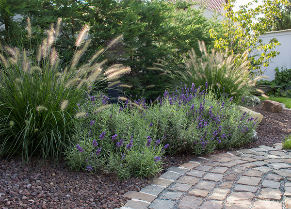Referenz Gartenumgestaltung Grässer und Lavendel